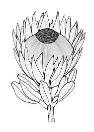 Glorious Protea Flowers To Color Protea Art Flower Drawing Flower Sketches