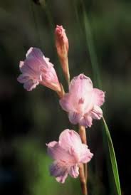 Image result for Gladiolus hollandii