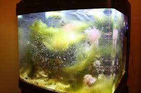 Green Hair Algae Removal Update Extreme Aquatics