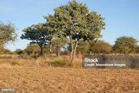 Image result for Philenoptera nelsii