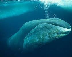 The Biology Blog 10 Animals With The Longest Life Spans Bowhead Whale Whale Stuffed Animal Whale