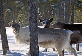 Fitnessstudios in rovaniemi yoga & pilates in rovaniemi. Finnland Mit Der Bahn Zum Polarkreis