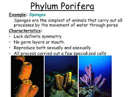 phylum porifera example sponges ppt download