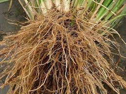 This is a name for the seven (or eight) hindu gods who are the children of aditi. Camel Grass Facts And Health Benefits
