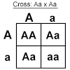 What a punnett square does is that it tells you, given the genotypes of the parents, what alleles are likely to be expressed in the offspring. Https Encrypted Tbn0 Gstatic Com Images Q Tbn And9gcrkubyxuotg9n Utduxlsgstwkruyxablfekpl94nxy4paxu6hb Usqp Cau