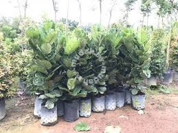 Nightly rates for cheap resorts in malaysia are starting from $21 this weekend. Ficus Lyrata Fiddle Leaf Fig Garden Items For Sale In Old Klang Road Kuala Lumpur Mudah My