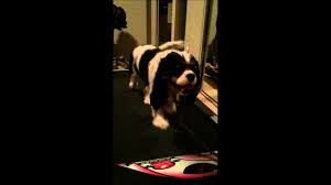 Dog training elite offers small dog training classes after obedience training is completed and only once a puppy is fully immunized. Dog Training Dog Obedience Classes Puppy Training Phoenix Az
