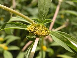 Image result for Flaveria trinervia