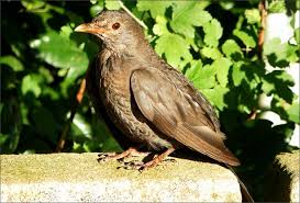 Amsel Jahreszeiten Galerie Community Amsel Vogel Im Garten Jahreszeiten