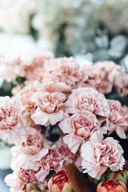 Carnations are such a classic and beautiful flower, but they are not too expensive. 6 Reasons To Bring Back The Carnation Why Carnations Should Make A Comeback