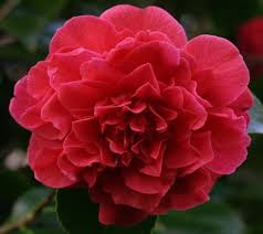 Kramers Supreme Red Camellia Japonica Camellia Plants Japonica