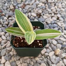 Image result for Tradescantia sillamontana