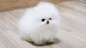 Pomeranian (dog) - Wikipedia