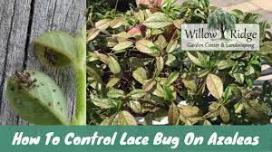 Check spelling or type a new query. How To Control Lace Bug On Azaleas Youtube