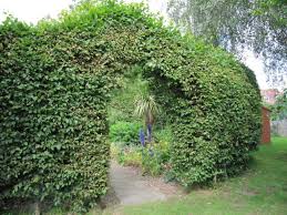 Torbogen Buchenhecke Buchenhecke Hecke Garten