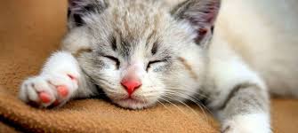 Seberapa comel kucing anda ketika kalian mendapatinya melakukan tingkah yang tidak biasa? Cat Wallpaper Kucing Kartun Lucu Adopsi Kucing Anak Kucing Gemas Cute Kittens