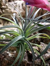 Image result for Aeranthes parkesii