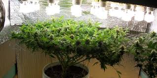 Maybe you would like to learn more about one of these? 7 Best Cfl Grow Lights Must Read Reviews For July 2021