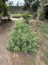 Image result for Afrocarpus usambarensis