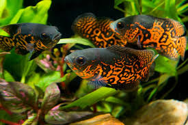 Masih banyak lagi jenis ikan hias aquarium mini yang belum saya bahas di atas, akan tetapi ketika hendak membeli ikan hias kecil yang pas pada akuarium anda harus bertanya pada penjualnya karena dikhawatirkan ketika anda malahan membeli ikan predator, yang nantinya akan berakibat fatal. Selain Cupang Ada 7 Jenis Ikan Hias Yang Juga Menarik Halaman All Kompas Com