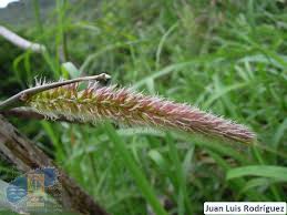 Image result for Cenchrus purpureus