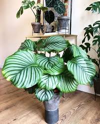 Calathea Orbifolia Plant Decor Indoor Calathea Inside Plants