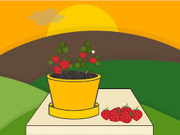 Maybe you would like to learn more about one of these? Comment Cultiver Des Fraisiers En Pot Avec Images
