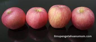 Gambar buah apel beserta manfaatnya. Kandungan Gizi Buah Apel Dan Manfaat Buah Apel Bagi Kesehatan Ilmu Pengetahuan Umum