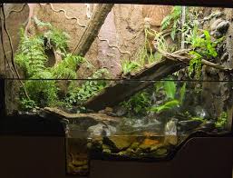Hill Stream Paludarium Dendroboard Terrarium For Sale Freshwater Aquarium Fish Reptile Tank