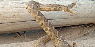Image result for Snake Bite