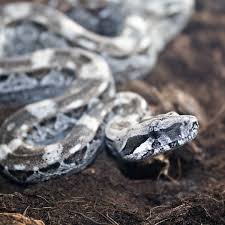 De caulker cay boa is een boa variant die niet veel voorkomt in europese collecties. Pin Auf Darrenhamillreptiles
