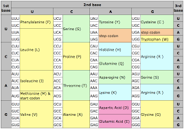 In these cases, the codes asx (b) and glx (z. Amino Quotes Quotesgram