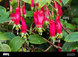 Image result for Fuchsia splendens
