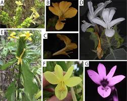 Image result for Barleria setosa