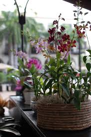 Maybe you would like to learn more about one of these? Cara Menanam Anggrek Dalam Pot Gampang Banget Dipraktikkan Arafuru