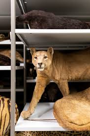 300 für 2,75$ zum flughafen fährt. Naturhistorisches Museum Bern Ø¹Ù„Ù‰ ØªÙˆÙŠØªØ± Der Puma Besiedelt Ein Riesiges Gebiet Auf Dem Amerikanischen Kontinent Vom Nordlichen Kanada Bis In Den Tiefsten Suden In Patagonien Nutzt Er Die Unterschiedlichsten Lebensraume Beim Puma