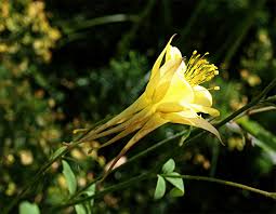 We did not find results for: Spring Flowering Perennials New Coley