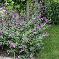 We did not find results for: Buddleia Lo Behold Blue Chip Buy Butterfly Bush Shrubs Online