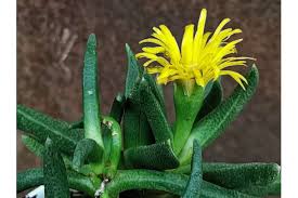 Image result for Hereroa