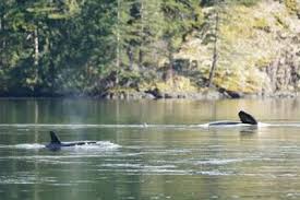 Canada'S Nature And Wildlife Hotspots From Coast To Coast
