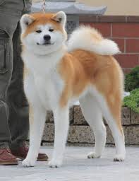 Akita Inu Tony Saporito Kennel Japanese Dogs Akita Puppies Akita Dog