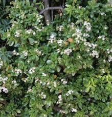Known for its thick branches, green color, smooth leaves, and the pink and white flowers that bloom atop those, the jade plant is the pink variety of the crassula ovata is named so because of its bushy exterior and the exceptional number of flowers that bloom every year. Jade Plant Crassula Ovata Wisconsin Horticulture