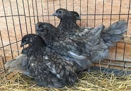 Laced Blue Belles Ayam Cemani Easter Egger Mix Chicken Breeds Easter Eggers Chickens