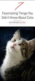 7 Fascinating Things You Didn T Know About Cats Cats Beautiful Cats Cute Animals