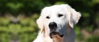 When the golden retriever was first introduced into the united states, via canada, it was basically the english breed. Regalgoldens British Type Golden Retriever Golden Retrievers English Style Golden Retrievers Puppies