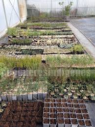 Pepiniere Indigene Serres Production Plantes Comestibles Arbre Fruitier Jardinage