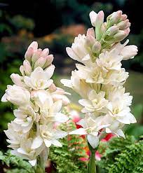 Tuberose The Pearl Flower Bulbs From Spalding Bulb Bulb Flowers Fragrant Flowers Spring Flowering Bulbs