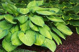 We did not find results for: 37 Common Plants That Are Poisonous To Dogs Hosta Care Plants Shade Plants