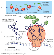 protein definition structure classification britannica