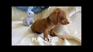 Maybe you would like to learn more about one of these? Miniature Standard Teacup Dachshund Puppies For Sale In New Jersey Nj Pa De M Dachshund Puppy Miniature Dachshund Puppies For Sale Dachshund Puppies